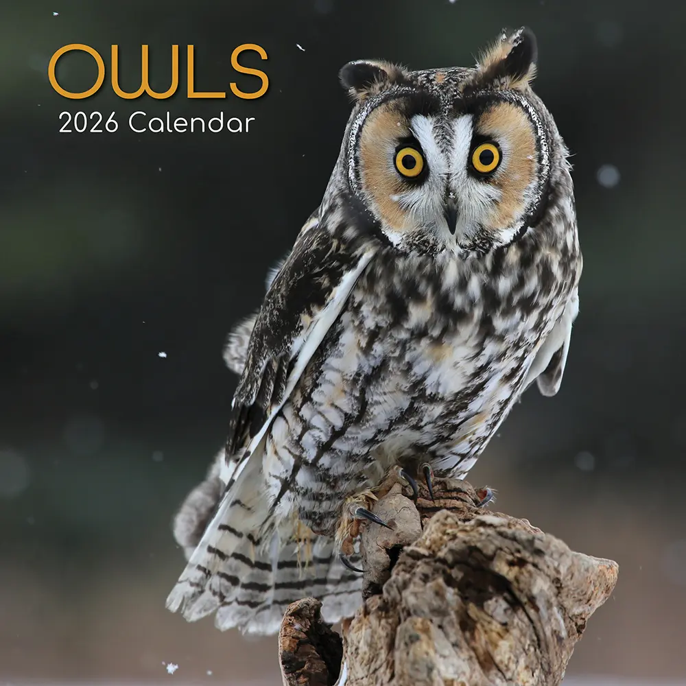 Birdwatch 2026: What to Expect for Bird Enthusiasts
