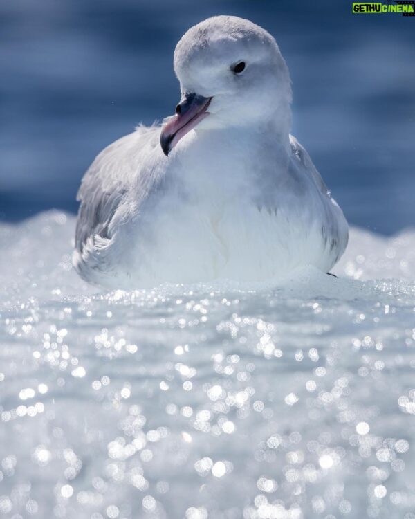 Chris Packham: Champion of Wildlife Conservation