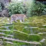 Exploring Colchester Zoo: A Gateway to Wildlife Adventures