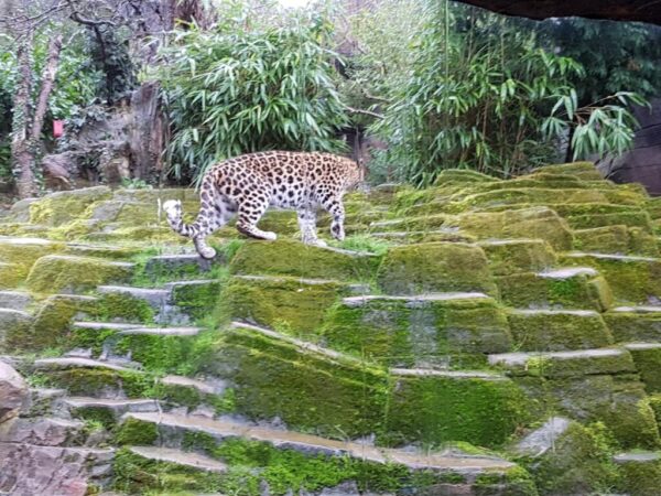 Exploring Colchester Zoo: A Gateway to Wildlife Adventures