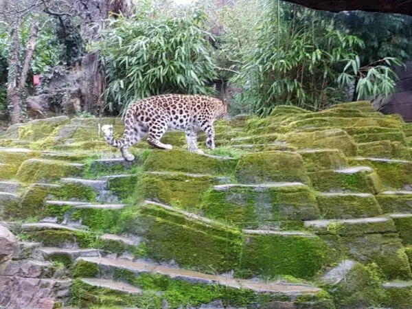 Exploring Colchester Zoo: A Gateway to Wildlife Adventures