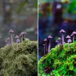 The Fascinating World of Mushrooms