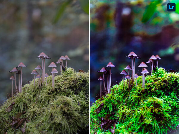 The Fascinating World of Mushrooms