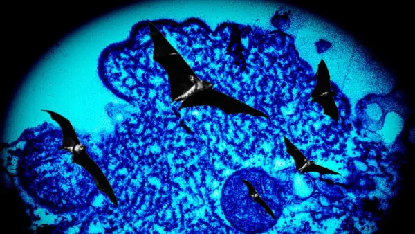 Understanding Nipah Virus and Its Health Implications