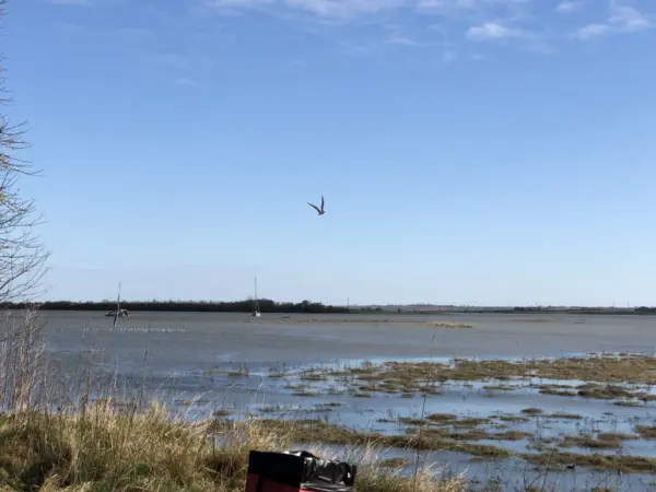 Exploring Northey Island: A Coastal Gem for Conservation