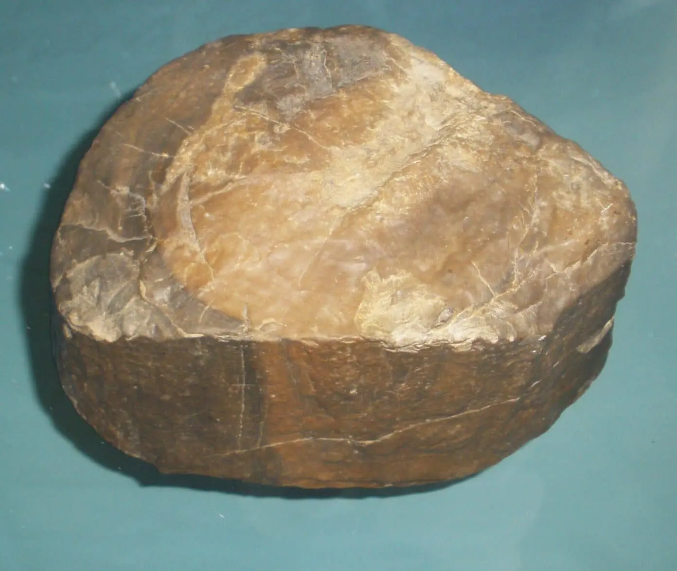 Exploring the Significance of Prototaxites Fossil