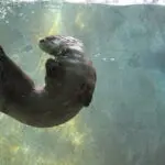 The Vital Role of River Otters in Ecosystems