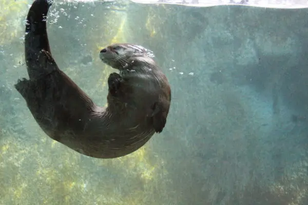 The Vital Role of River Otters in Ecosystems