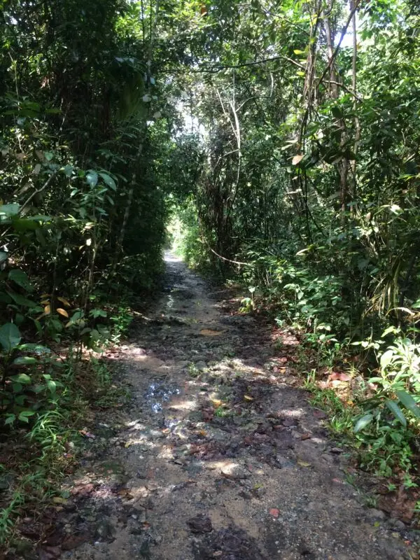 The Transformative Power of Running