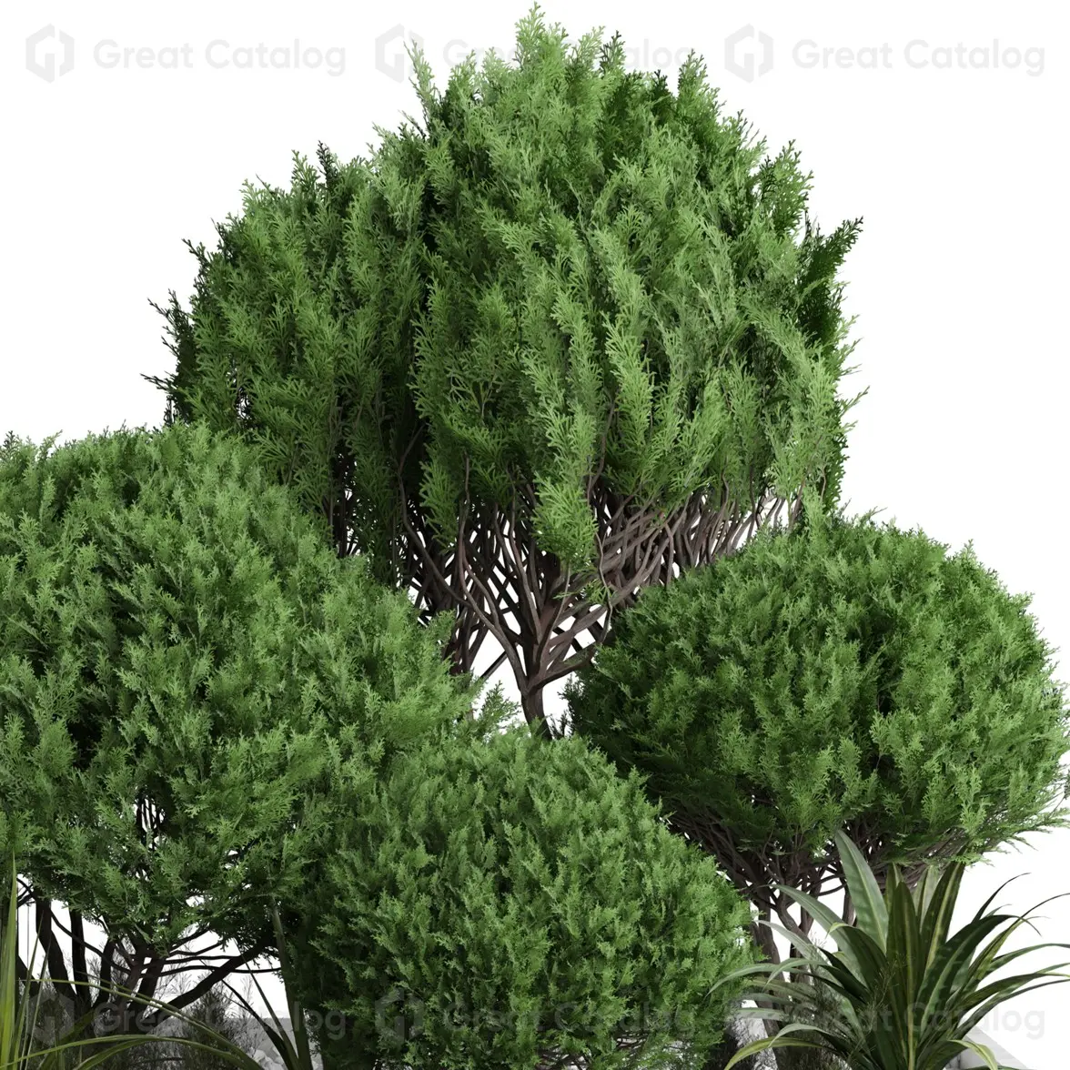 The Vital Role of Trees in Our Ecosystem