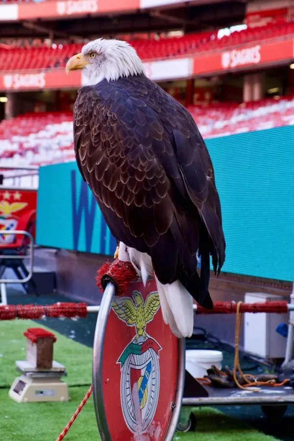 Anatoliy Trubin: Benfica’s Promising Goalkeeper
