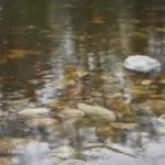 Yorkshire Water’s Role in Environmental Sustainability