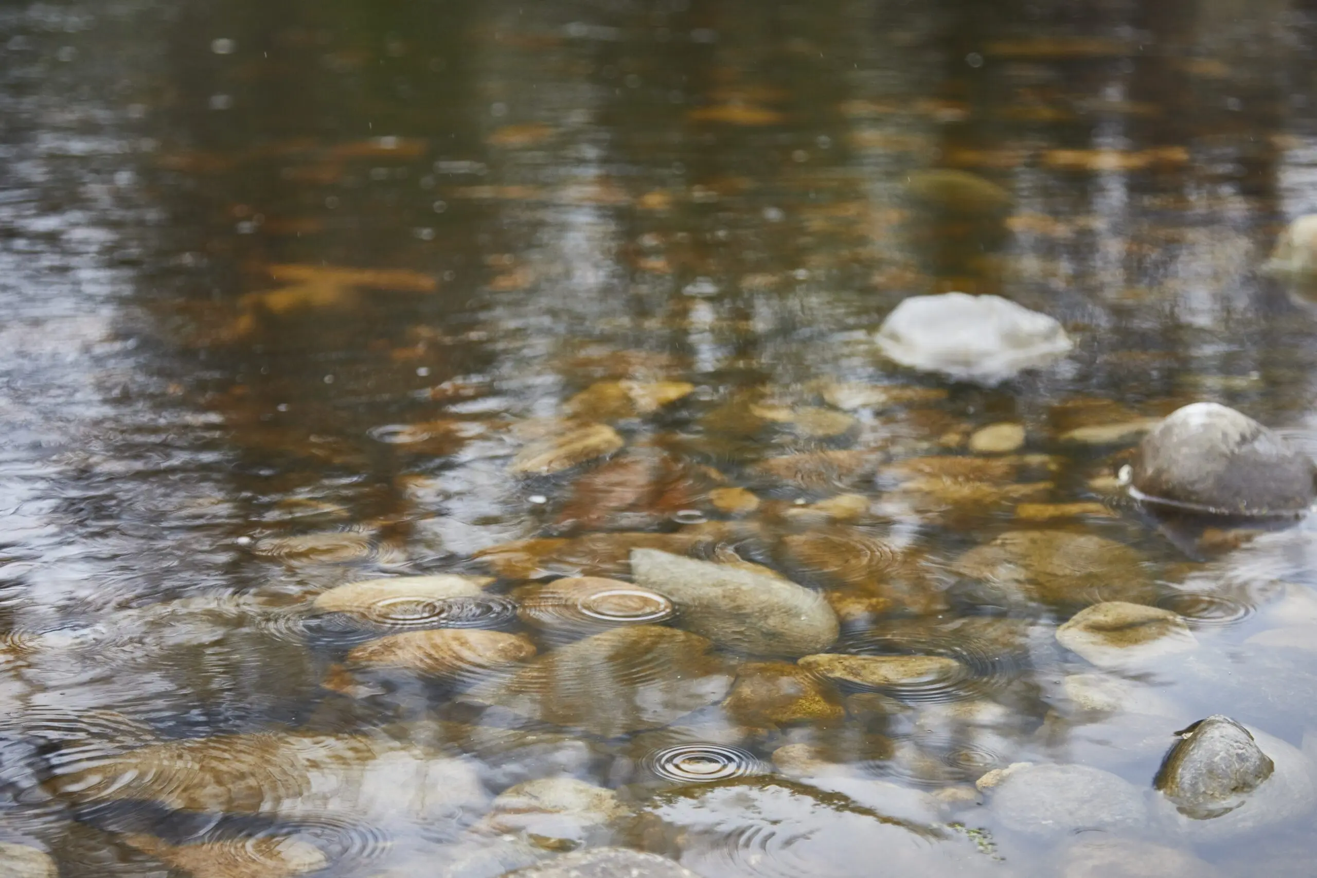 Yorkshire Water’s Role in Environmental Sustainability