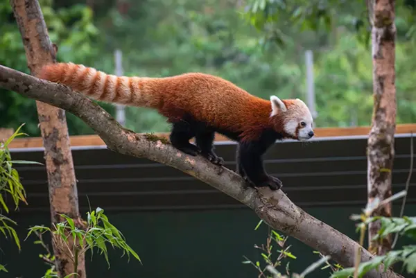 Exploring the Legacy and Future of Bristol Zoo