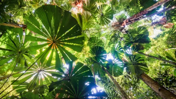 Rising Concerns Over Cape Verde Stomach Bug Deaths