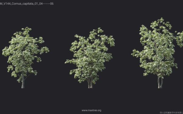 Exploring the Role and Impact of Capita