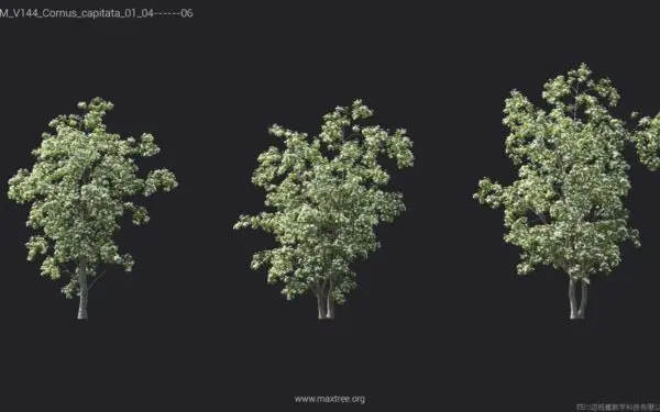 Exploring the Role and Impact of Capita