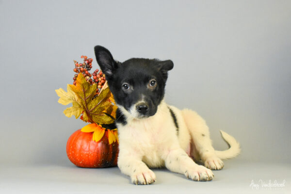 Exploring the Wonders of Colorado: Nature and Culture