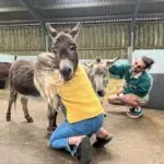 Impact of Wet Winter on the Donkey Sanctuary