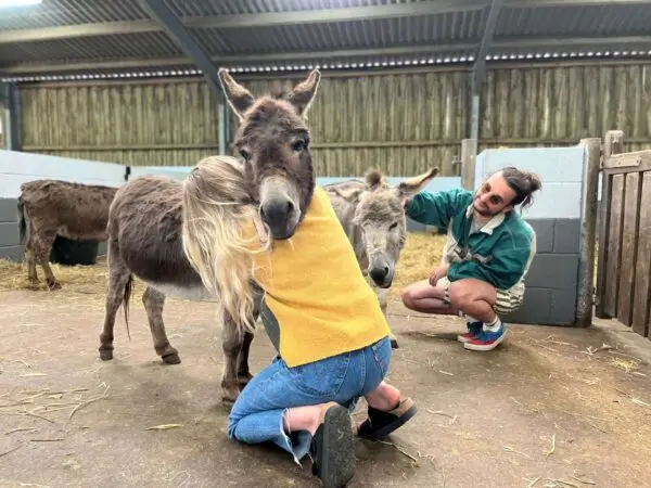 Impact of Wet Winter on the Donkey Sanctuary