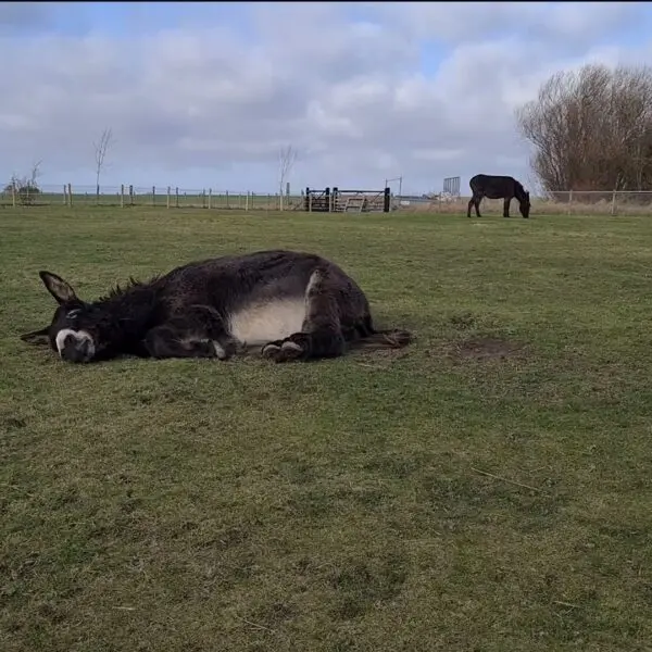 Impact of Wet Winter on Donkey Sanctuaries