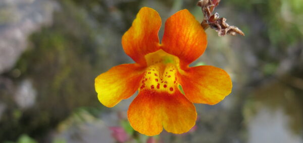 Exploring the Faroe Islands: A Hidden Gem in the Atlantic