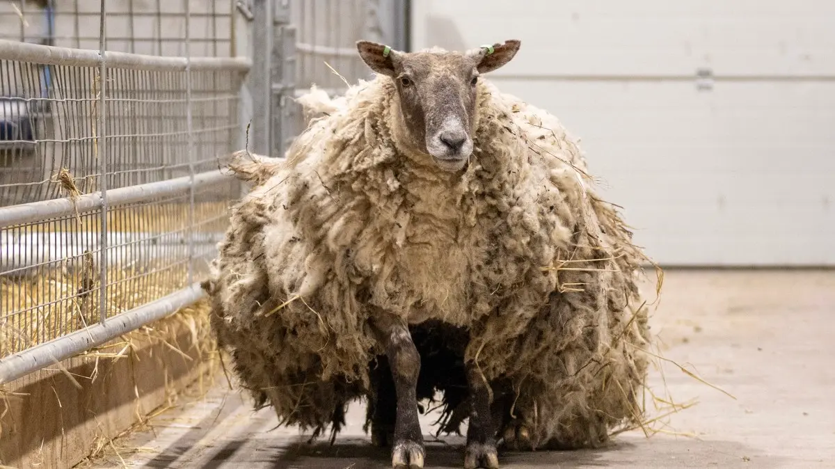 The Heartwarming Story of Fiona the Sheep