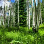 The Rise of Forest Green in Sustainable Design