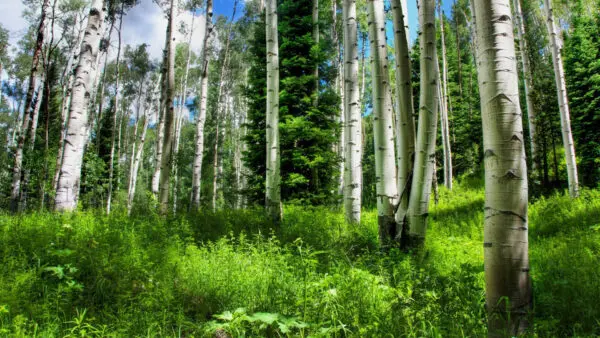 The Rise of Forest Green in Sustainable Design