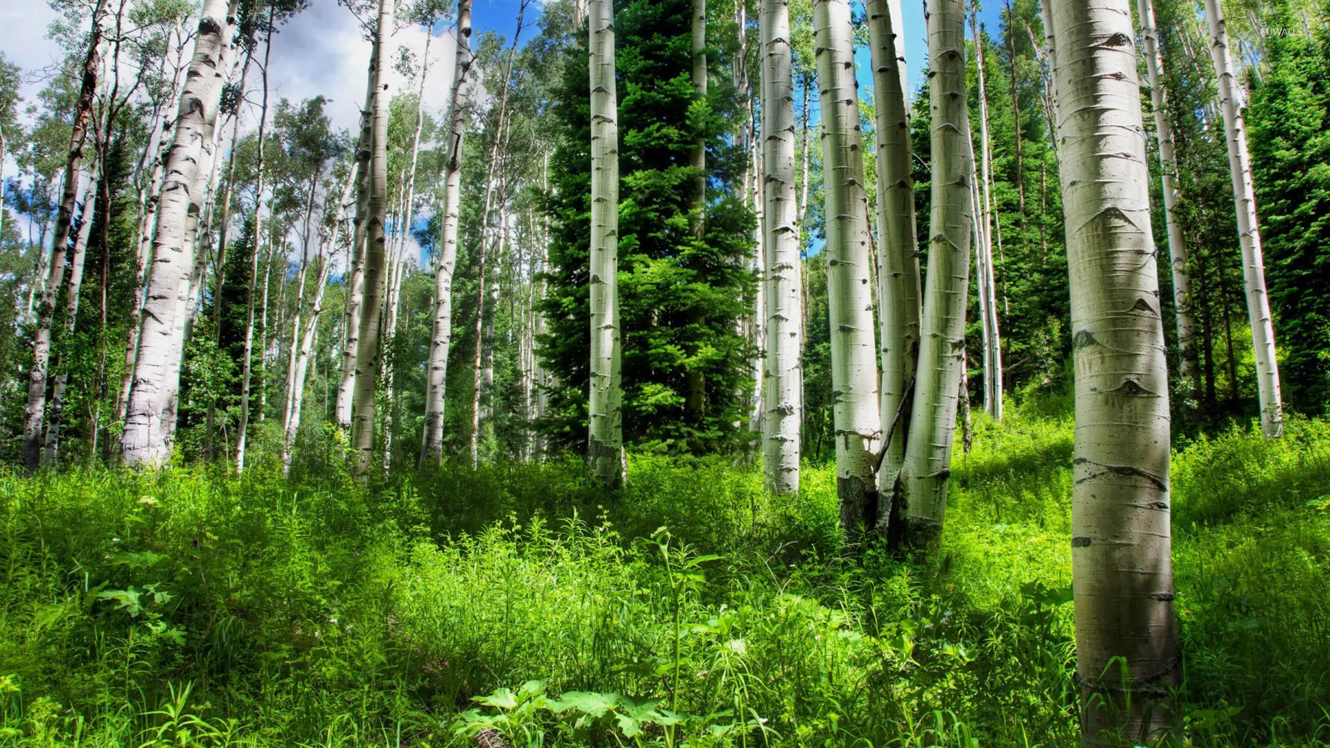 The Rise of Forest Green in Sustainable Design