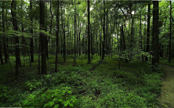 The Importance of Forest Green in Sustainability Efforts
