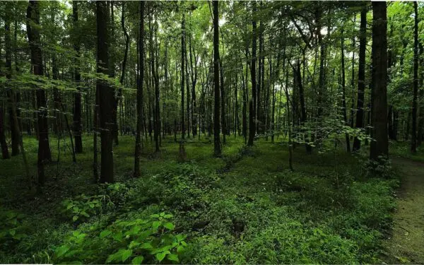 The Importance of Forest Green in Sustainability Efforts