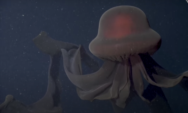 Exploring the Giant Phantom Jellyfish and Its Ecological Impact