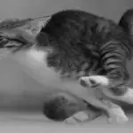 The Legacy of Gladiators in Ancient Rome