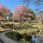 Japan Cherry Blossom Festival Cancelled: Impact and Implications