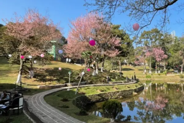 Japan Cherry Blossom Festival Cancelled: Impact and Implications