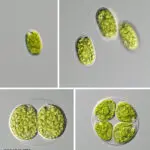 Understanding the Importance of Vitamin K for Health