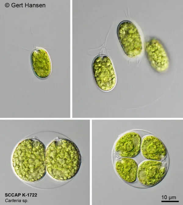 Understanding the Importance of Vitamin K for Health