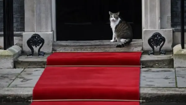 Larry the Cat: The Iconic Feline of 10 Downing Street