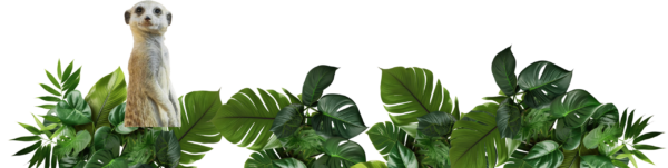 Exploring Longleat: Safari Park and Historical Estate