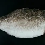 Understanding Product Lifecycle Management (PL)