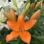 Exploring Ponta Delgada: The Heart of the Azores