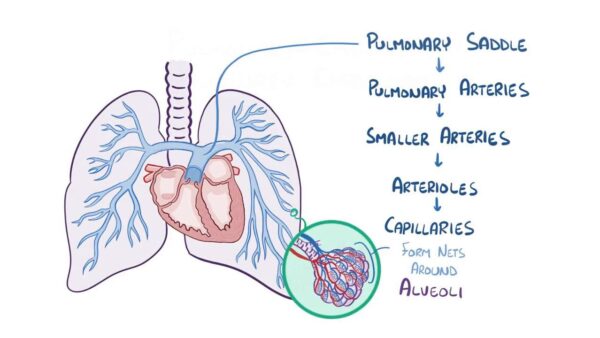 Understanding Pulmonary Embolism: Risks, Symptoms and Treatments
