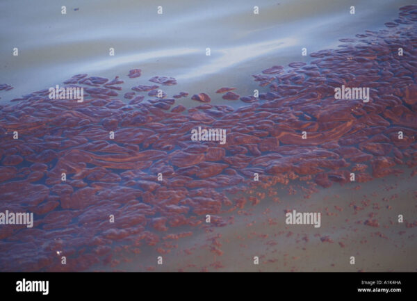 The Sea Empress Oil Spill: A Historical Overview