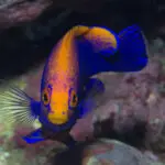 Understanding St Helena: A Remote UK Territory