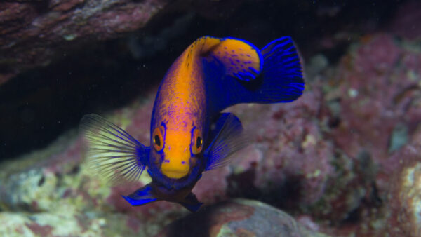 Understanding St Helena: A Remote UK Territory