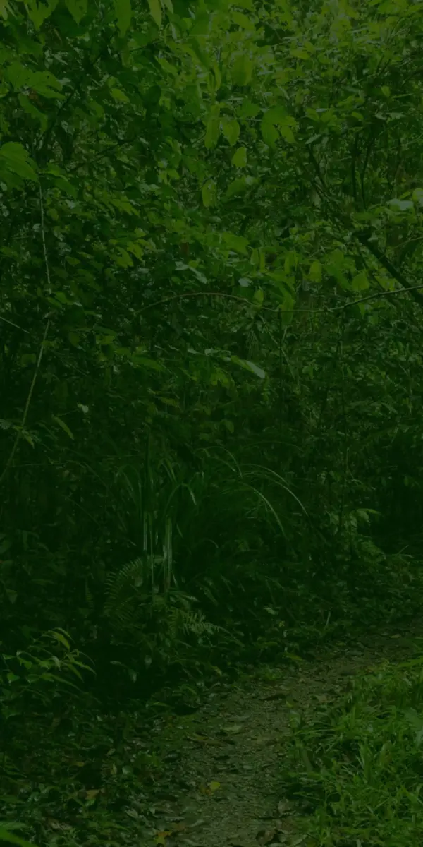 Understanding Twycross Zoo: Conservation and Education Efforts