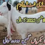 eid date — PK news