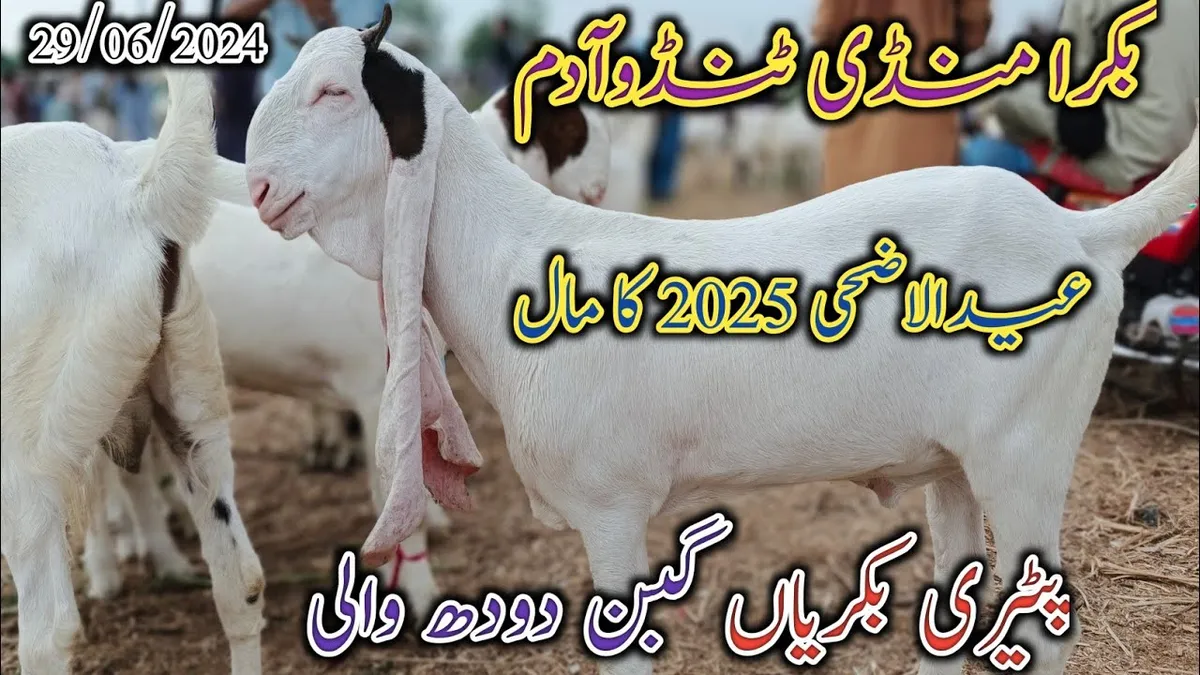 eid date — PK news