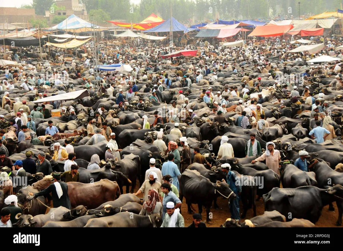 peshawar eid — PK news